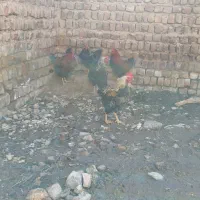 خروس محلی|حیوانات مزرعه|ساوه, |دیوار