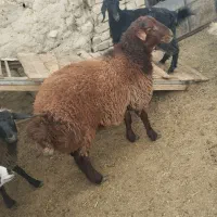 گوسفند تلخاب|حیوانات مزرعه|خنجین, |دیوار