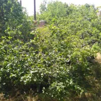 زمین و ملک کلنگی|فروش زمین و ملک کلنگی|آوج, |دیوار