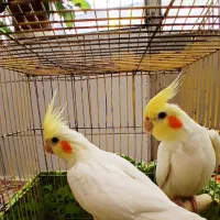 پرنده عروس هلندی بالغ حرف زن