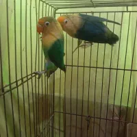 طوطی گرینچیک وبرزیلی|پرنده|آبپخش, |دیوار