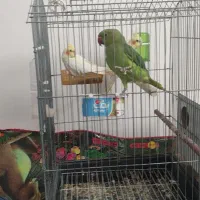 طوطی ملنگووعروس هلندی خوشگل|پرنده|جیرفت, |دیوار