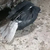 فروش|پرنده|زارچ, |دیوار