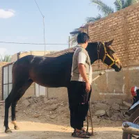 کره اسب|اسب و تجهیزات اسب‌سواری|بافق, |دیوار