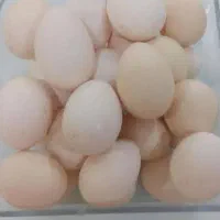 تخم مرغ محلی نطفه دار