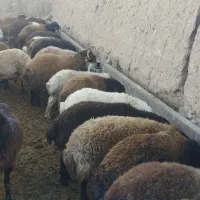 بره نرچاق|حیوانات مزرعه|قائن, |دیوار