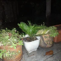 سیکاس|گل و گیاه طبیعی|تهران, قبا|دیوار
