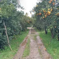 فروش ۶هکتارباغ مرکبات،دو  هکتاربافت،آب برق گاز