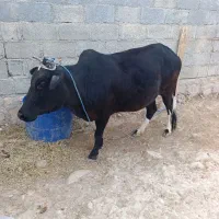 گاو|حیوانات مزرعه|مهر, |دیوار