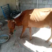 گاو
