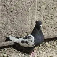 سینه تافته ای ماده