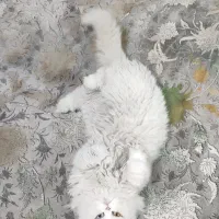 گربه پرشین چشم تا به تا