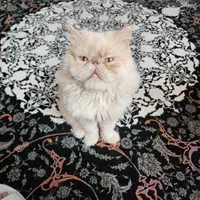 گربه پرشین نر|گربه|اصفهان, رزمندگان|دیوار