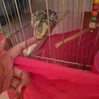 عروس هلندی|پرنده|شاهینشهر, شهرک گلدیس|دیوار