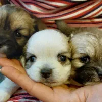 واگذاری|سگ|شاهینشهر, نظامی|دیوار