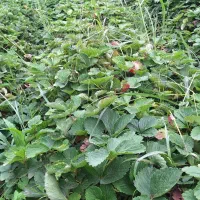 نهال سابرینا درجه ۱|عمدهفروشی|خان ببین, |دیوار