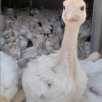 فروش جوجه بوقلمون بیوتی