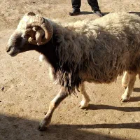 قوچ لای سه شیره|حیوانات مزرعه|کوهدشت, |دیوار