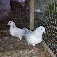 کبوتر|پرنده|بره‌سر, |دیوار