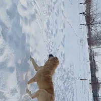 سگ عراقی|سگ|بستان آباد, |دیوار