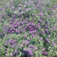 اجاره زمین کشاورزی|اجارهٔ دفتر صنعتی، کشاورزی، تجاری|پارس‌آباد, |دیوار