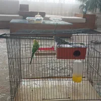 مرغ عشق