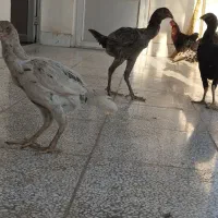 3عدد لاری نژاد دار سالم و سرحال