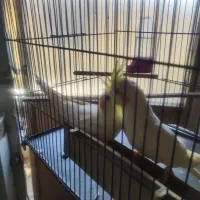 جفت عروس هلندی یک ساله آماده|پرنده|اهواز, فولاد|دیوار