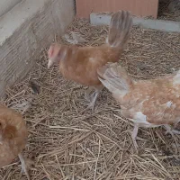 مرغ مینیاتوری ریز جثه ۴عدد|حیوانات مزرعه|ورامین, شهرک مدرس|دیوار