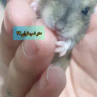 همسترهای مینیاتوری کمپل و وینتروایت