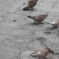 شتری|پرنده|امیدیه, |دیوار