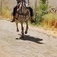2تا اسب یخته زمانتی