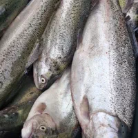 فروش ماهی قزل آلا