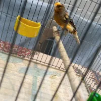 قناری نر چغندری