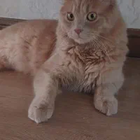 واگذاری رایگان گربه نر بامزه
