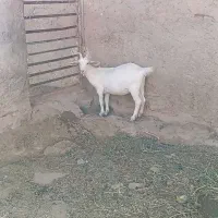 بزسانن|حیوانات مزرعه|ابرکوه, |دیوار