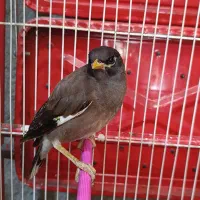 مرغ مینا سرلاکی و نرمه خور