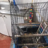 ماده عروس فروشی|پرنده|تهران, کامرانیه|دیوار