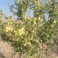 فروش باغ ۴جریب واقع درمنطقه وردشت فتح آباد سمیرم|فروش خانه و ویلا|وردشت, |دیوار