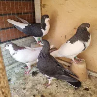 کبوتر خوشرنگ شصتی درجه یک|پرنده|اصفهان, تیران|دیوار