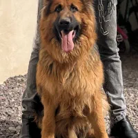 سگ ژرمن شولاین نر (جهت کشش)