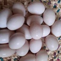 تخم اردک اسرایلی