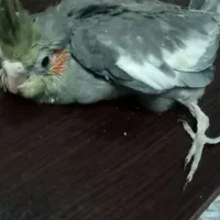 جوجه عروس هلندی سینامون