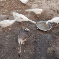 قو غاز