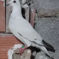 نشسته ۹۰۰ شناسنامه دار