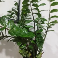 گل زاموفیلا سبز