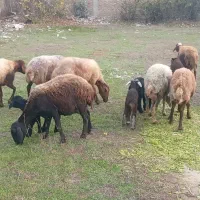 ۷تا گوسفند با ۶تا بره|حیوانات مزرعه|گرگان, |دیوار