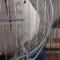 عروس هلندی|پرنده|شاهین‌شهر, شهرک میلاد|دیوار