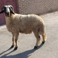 قوچ گوسفند فحل عراقی مال جنی  گوساله بزحیوانات|حیوانات مزرعه|اهواز, منازل کارون|دیوار