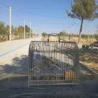 جوجه سره نر